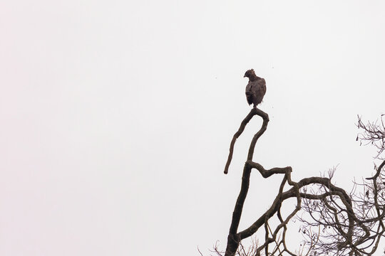 view of a dark morph changeable hawk-eagle in nature