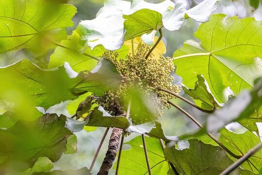 view of a spectacled spiderhunter, identified by distinctive bright yellow ring around its eye