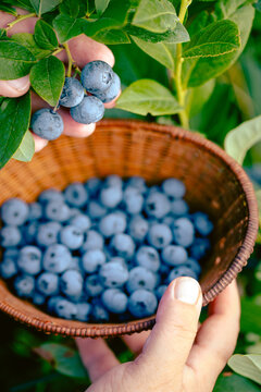 Huckleberry picking. Female hands gather ripe blueberries in a wicker bowl&mdash;harvesting concept.