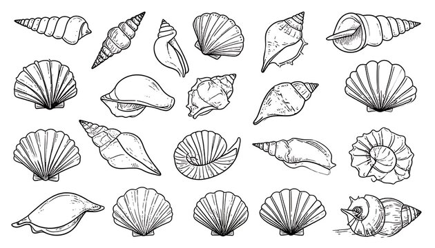 Collection of diverse seashell outlines, isolated on a white background, featuring scallops and conches, natural marine elements