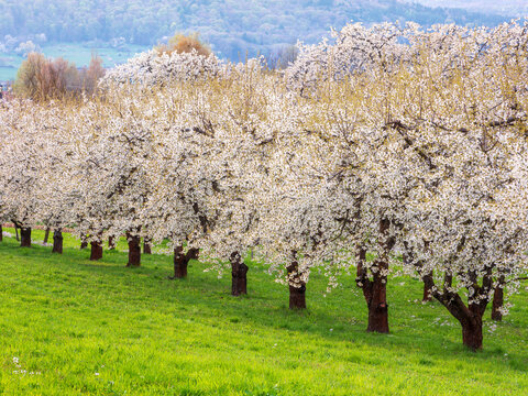 Row of cherry trees in full bloom, Pretzfeld, Franconia, Bavaria, Germany
