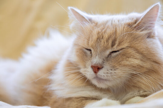 Adorable longf haired cat of siberian breed in relax indoor