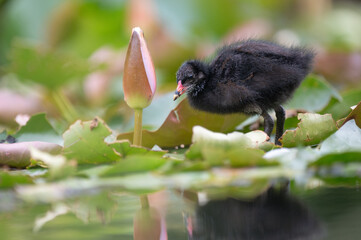 Common Moorhen Chick Exploring Water Lily Bud in Wetland Habitat © Dmytro