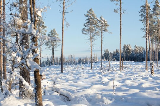 Winter forest landscape covered in fresh snowfall. Serene snowy woodland scene with tall pine trees and clear blue sky.