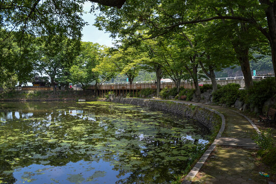경상남도 함안군 무진정 연못, Mujinjeong Pond, Haman-gun, Gyeongsang-namdo

