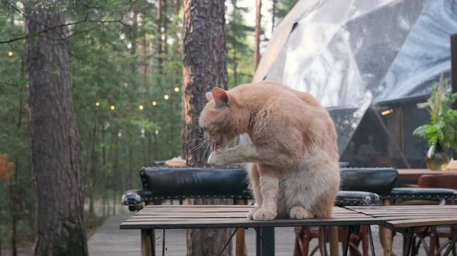 ginger cat grooms itself on wooden table at forest ecocafe terrace. relaxed pet washes face near geodesic dome. cozy glamping atmosphere with nature and outdoor dining.