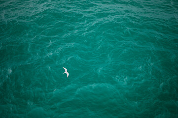 Naklejka premium Bird flying over turquoise water in Thailand ocean