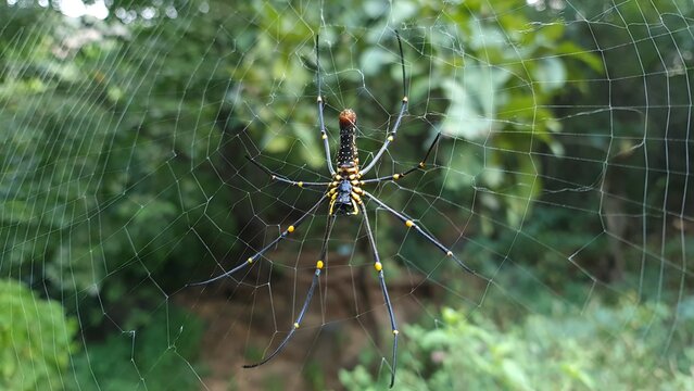Golden orb weaver spider on web in natural habitat showing symmetry network and survival