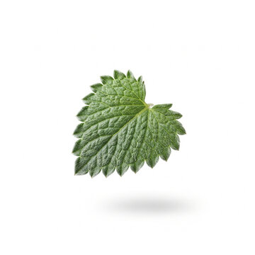 Fresh Green Lemon Balm Leaf Floating on White Background, Single Herbal Mint Leaf for Wellness Design