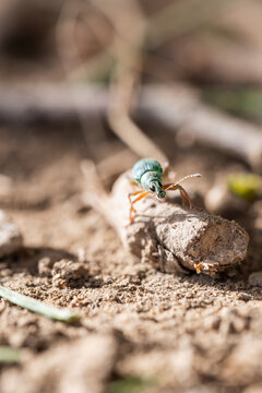 Gr&uuml;ner R&uuml;sselk&auml;fer auf trockenem Ast