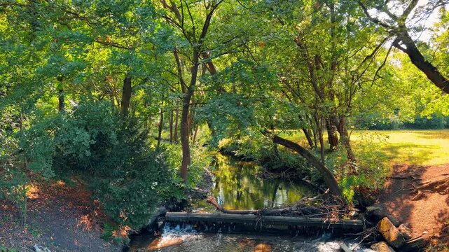 Forest stream flowing over wooden barrier surrounded by green trees. Sunlight filters through dense foliage illuminating running water and fallen branches in woodland.