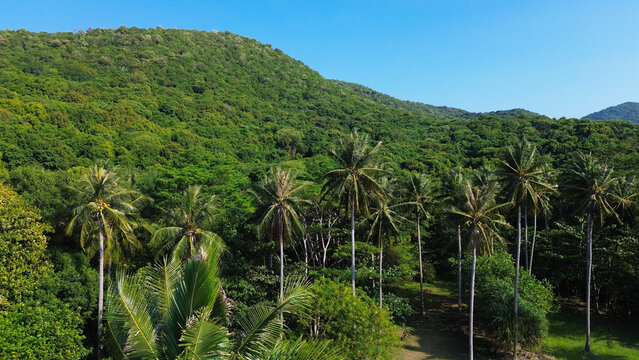 Tropical Coconut tree, Palm Trees Overlooking a Crystal Clear Coastline, beach, green hill and Turquoise Ocean