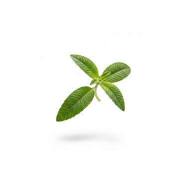 Fresh green lemon verbena or mint leaves sprig isolated on white background for culinary use
