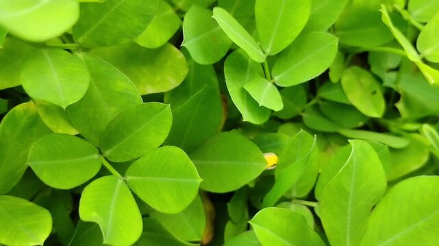 fresh green leaves
