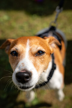 Curious Jack Russell Terrier wearing harness outdoors