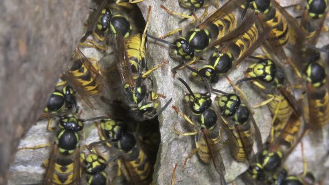 German Wasps (Vespula germanica) using chewed-up wood the add to the papery structure inside their nest, in a hole in the ground. July, Kent, UK [Half speed]