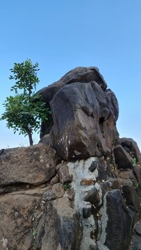 Lone tree growing on rocky cliff at Prabalgad Fort symbol of resilience
