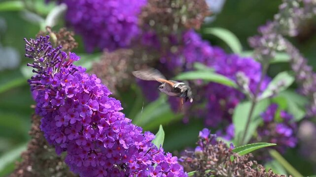 Hummingbird Hawk Moth (Macroglossum stellatarum) hovering and feeding on Buddleia flowers in a garden. July, Kent, UK [Slow motion x10]