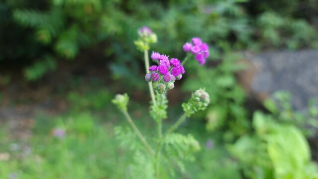 Cyathocline purpurea purple wildflower cluster macro in natural green background
