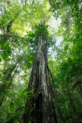 Daytime low-angle view looking up at a massive tree trunk overgrown with climbing vines, epiphytes, and Philodendron in a primary rainforest. Venecia, San José, Costa Rica. © jiriviehmann