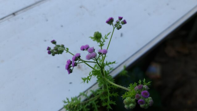 Cyanthillium cinereum purple wildflower macro Sahadevi plant in natural green background