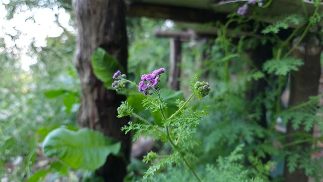 Cyanthillium cinereum purple wildflower macro Sahadevi plant in natural green background