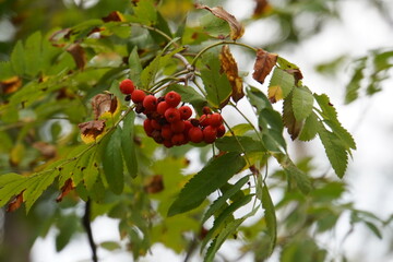 Rowan fruits on a tree among the leaves in cloudy weather © Sergey