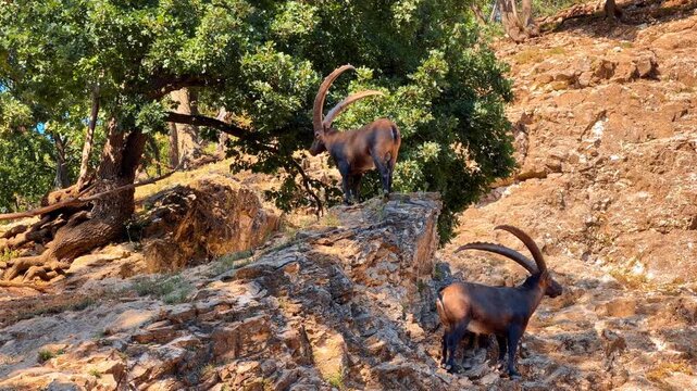 Two Alpine ibex with long curved horns standing on a rocky mountain slope. Brown wild goats navigate steep stone terrain near green oak trees in full daylight.