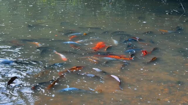 Colorful carp fish swimming in shallow water over a gravelly pond bottom. Orange and grey fauna glide through clear aquatic space near a sandy shore in direct daylight.