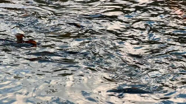 Fish swimming in rippled pond water. Dark carp move near the surface of freshwater with bright sunlight reflections.