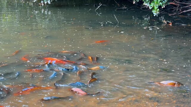 Large school of colorful carp fish swimming in shallow water near a muddy bank. Orange and dark aquatic creatures aggregate near tree roots along a natural river shore.
