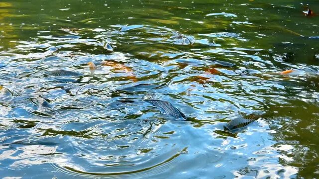 Koi carp swimming in green pond. Orange and grey fish move near the surface of rippled olive water.