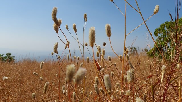 Wild Grass Seed Heads on Prabalgad Plateau in the Western Ghats Maharashtra India