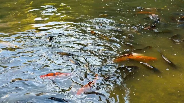 Group of carp swimming near water surface in pond. Orange koi carp, brown fish, dark green murky water, sunlight reflections, gentle ripples, top view.