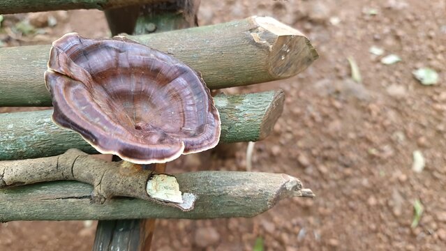 Bracket fungus polypore on wood logs macro texture forest India