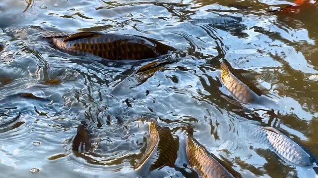 Large carp swimming near water surface. Big fish with dark scales turn closely below the rippled aquatic top layer.