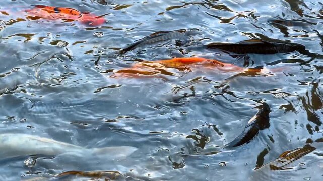 Overhead view of swimming koi and carp. Colorful fish move beneath clear freshwater ripples illuminated by daylight.