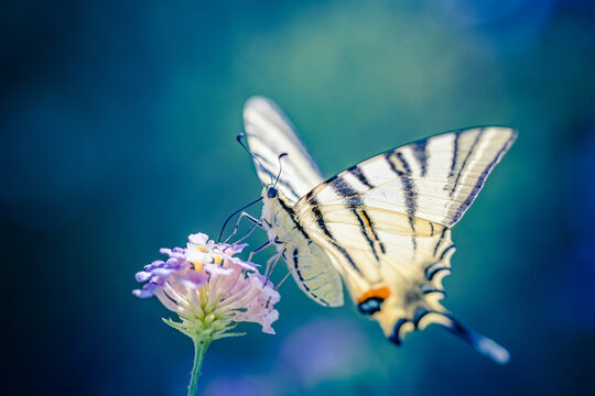 Elegant swallowtail butterfly perched on purple wildflower against dark green bokeh. Beautiful summer nature macro closeup. Peaceful wildlife garden wellbeing scene, freedom calm radiant meadow