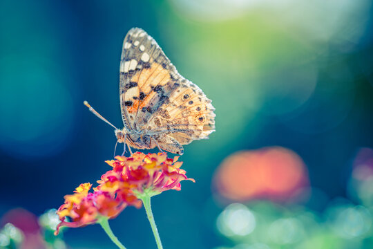 Gorgeous painted lady butterfly feeding on colorful lantana blossoms in soft summer light. Vibrant nature macro closeup. Peaceful pollinator garden wellbeing scene, delicate wildlife beauty