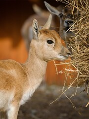 Blackbuck in the zoo  © Hana