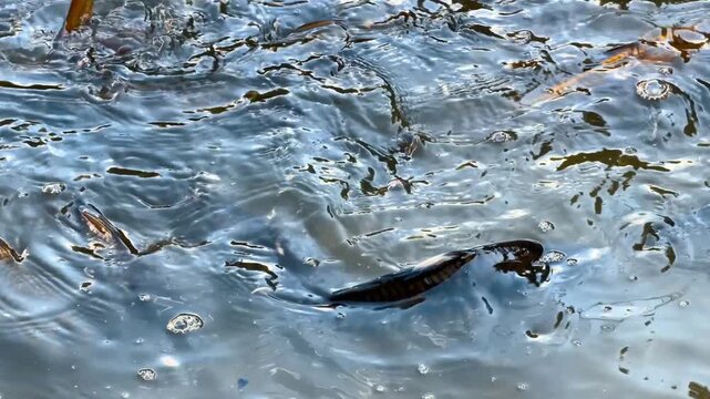 Dark water surface with swimming carp. A single fish breaks the aquatic top layer creating circular ripples and highlights.