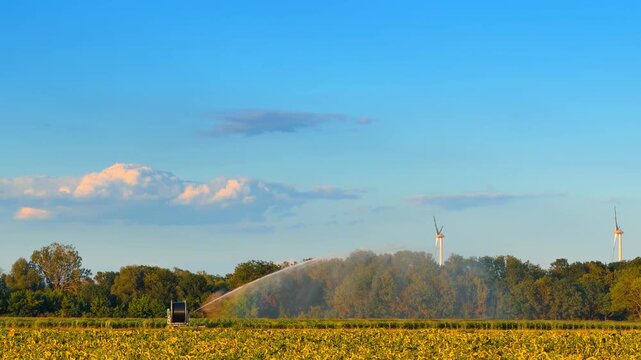Agricultural sprinkler watering crop field with wind turbines in background. Water sprays from an irrigation machine across yellow flowering crops under a clear sky.