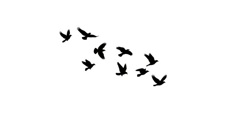 A beautiful flock of birds flying in formation illustrated as a set of black silhouettes isolated on a clean white transparent background