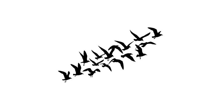 A flock of birds flying in formation silhouette isolated on a white background, high quality graphic element with transparent background style