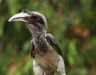 A young grey Hornbill is alerted  © Nitin