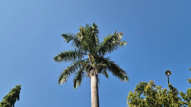 Tall royal palm tree against clear blue sky in bright tropical daylight
