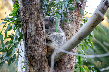 Fototapeta premium Adorable Koala Resting Among Eucalyptus Branches