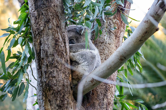 Adorable Koala Resting Among Eucalyptus Branches