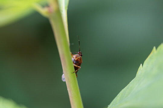 Insekten klettern an gr&uuml;nen Pflanzenst&auml;ngeln hoch