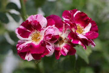 Obraz premium An original rose variety with variegated petals on a natural blurred background